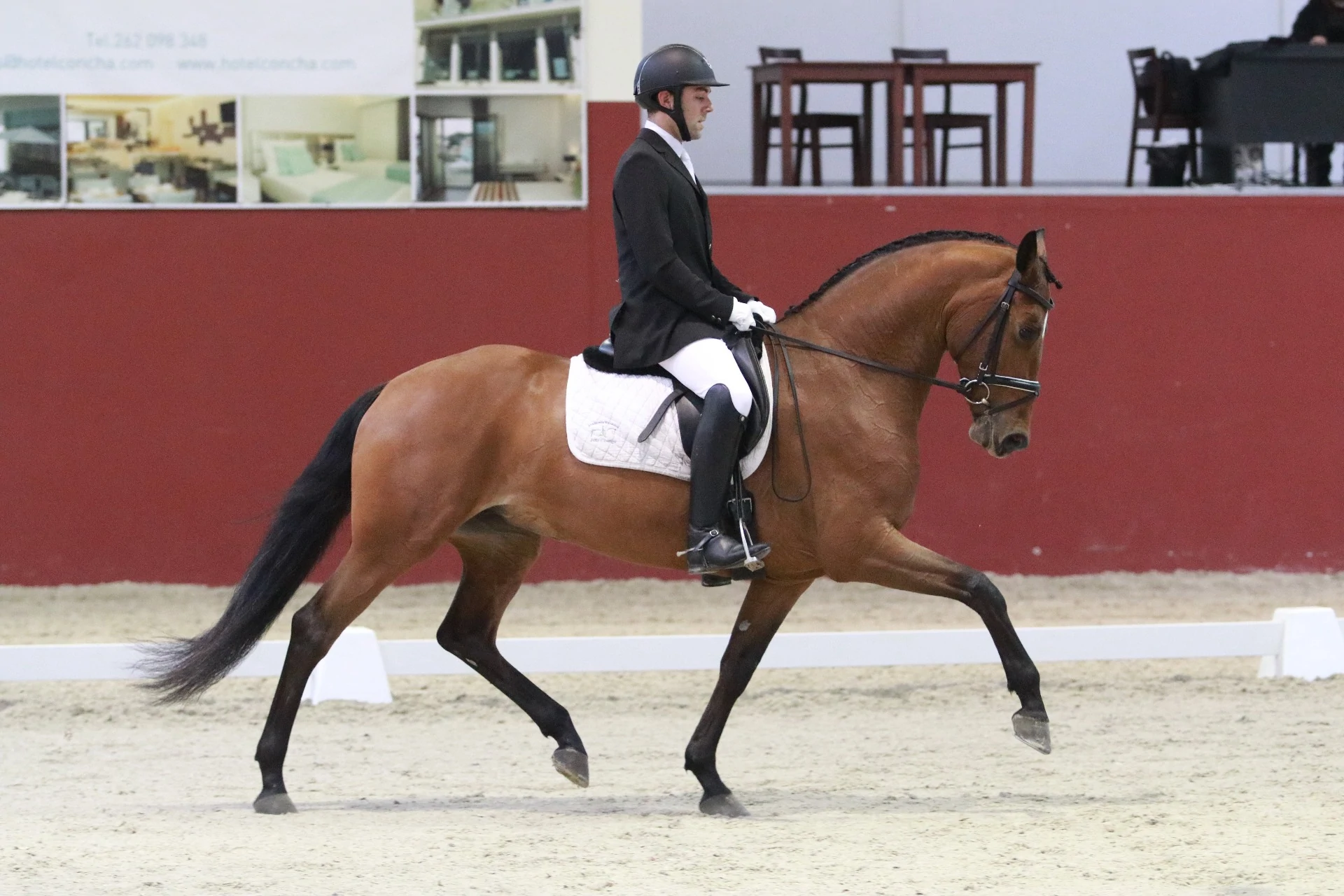 Equester - Academia Equestre